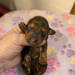Oliver - Red male Dachshund puppy in Barnard, Missouri from KB Doxies