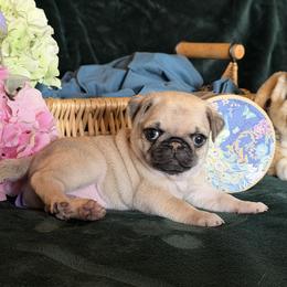 Pug Puppies from Purebred Pugs of Puget Sound