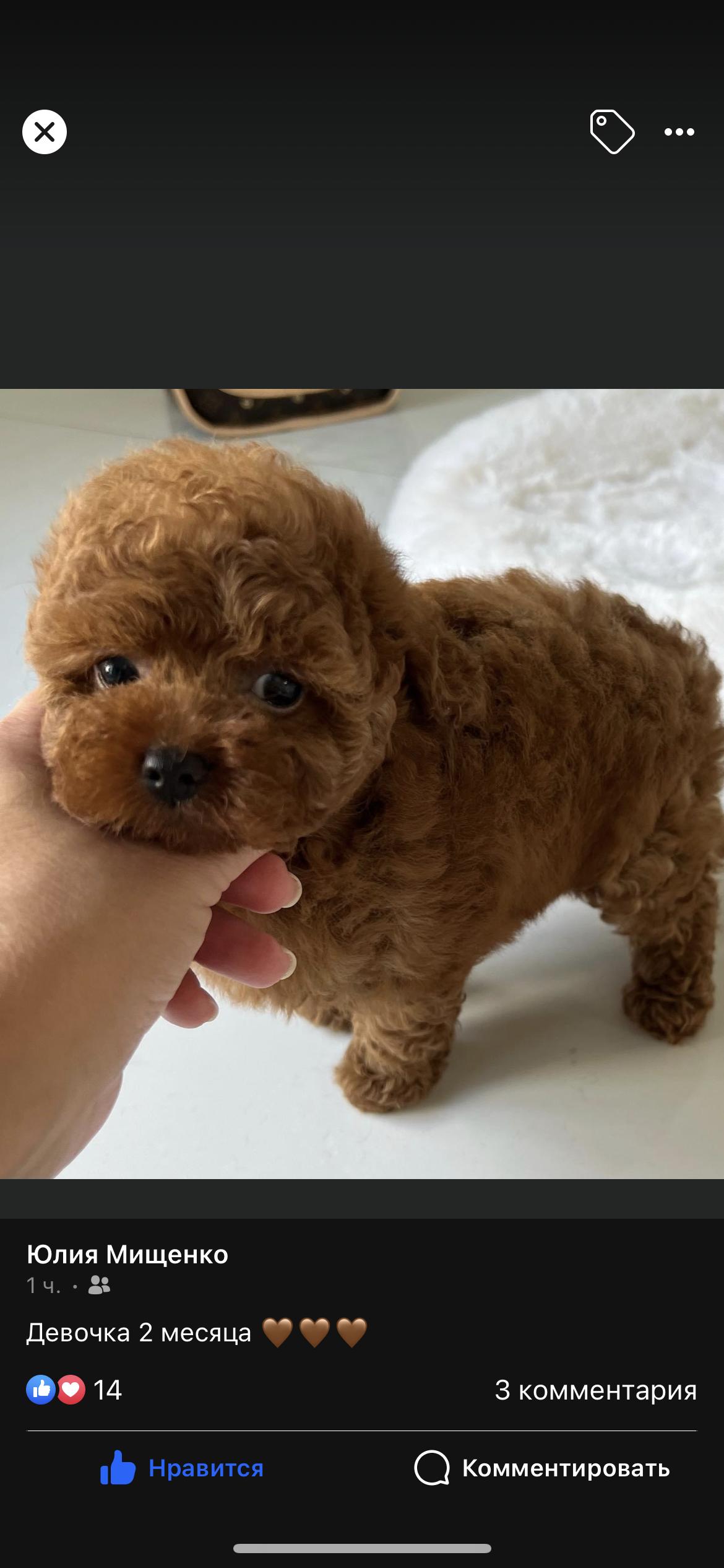 Toy Poodles by Iryna in Poodle puppies Good Dog