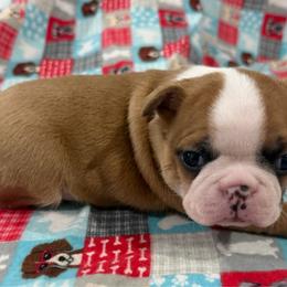 Carmel - Fawn female Boston Terrier puppy in Wellington, Ohio from Twist of Faith Farms