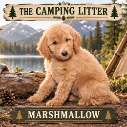 Marshmallow - Cream female Goldendoodle puppy in Westminster, South Carolina from Goldendoodlepuppiessc