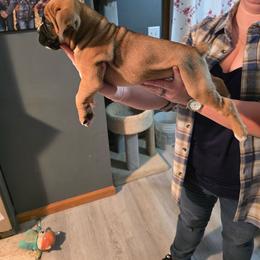 Rubble - Fawn male Boxer puppy in Mount Zion, Illinois from Foulk's Boxer Puppies