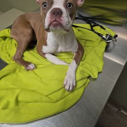 Purple collar Girl- Violet - Seal and white female Boston Terrier puppy in Versailles, Indiana from Benhams Bostons