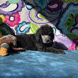 Girl 2 - Poodle puppy in Salisbury, North Carolina from Delovely Standard Poodle’s & Rottweiler’s