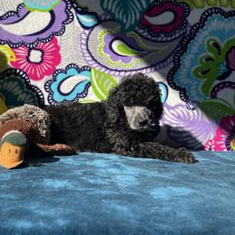 Girl 2 - Poodle puppy in Salisbury, North Carolina from Delovely Standard Poodle’s & Rottweiler’s