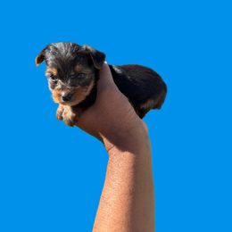 Boy 3 - Black and tan male Yorkshire Terrier puppy in Pomona, California from Lunio's Yorkies