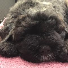 Bouvier des Flandres Puppies from I'm Special Bouviers