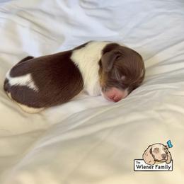 Asha - Piebald female Dachshund puppy in Ocala, Florida from The Wiener Family