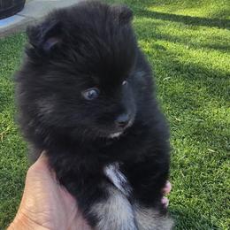 Tinsley (1850) - Black female Pomsky puppy in Fallon, Nevada from Amazing High Desert Pomskys