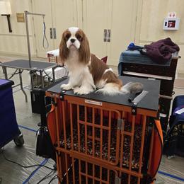 Liya - Cavalier King Charles Spaniel