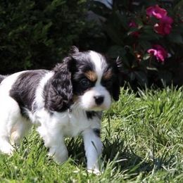 Donner - Tri-color male Cavalier King Charles Spaniel puppy in Sacramento, California from Davidson's Sweet Cavaliers