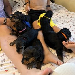 Airedale Terrier Puppies from Zinful Airedales