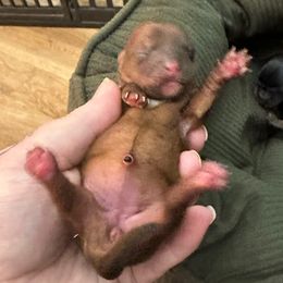 Star - Chocolate and tan female Yorkshire Terrier puppy in Winder, Georgia from Empire Yorkies