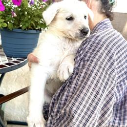 Yuki - White female German Shepherd puppy in Perkasie, Pennsylvania from Twila Ruth Herot