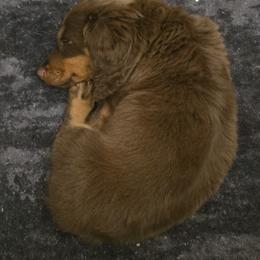 Dachshund Puppies from Shelby Stewart