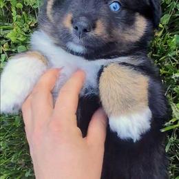 Eclipse - Black tri female Miniature Australian Shepherd puppy in Harrisonville, Missouri from Trailside Mini Aussies
