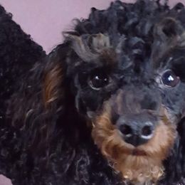 Poodles from MaryMargaret's Pups