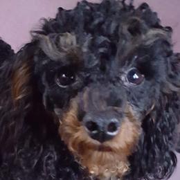 Poodles from MaryMargaret's Pups