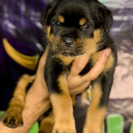 Rottweiler Puppies from VHWilliamsRottweilers