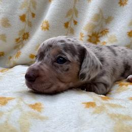 Bee-CKC - Dapple female Dachshund puppy in Tecumseh, Oklahoma from MoonBerry Miniature Dachshunds