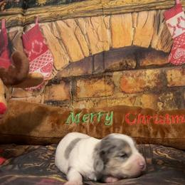 Donner - Dapple male Dachshund puppy in Erie, Michigan from Champagne’s Grinch Toe’d Dachshunds