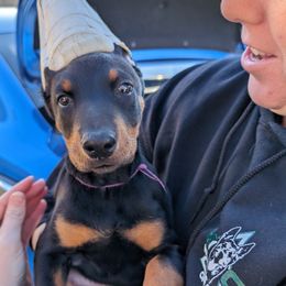 Doberman Pinscher Puppies from Doig Dobermans