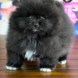 Shadow - Black male Pomeranian puppy in Fultonville, New York from Sandy Aussies & Pomeranians