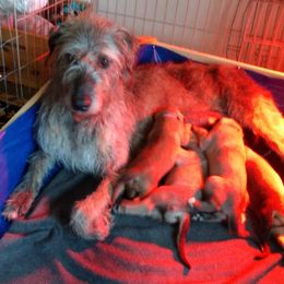Irish Wolfhound Puppies from Faolan Irish Wolf Hounds