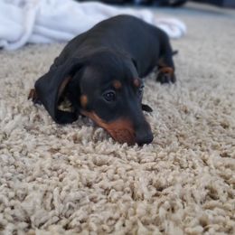 Dachshund Puppies from HPM