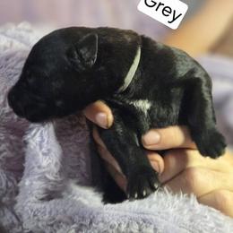 Grey Collar Male - Gold brindle male Dutch Shepherd puppy in Dallas, Georgia from Bluestone Creek Dutch Shepherds