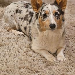 Tito - American Corgi
