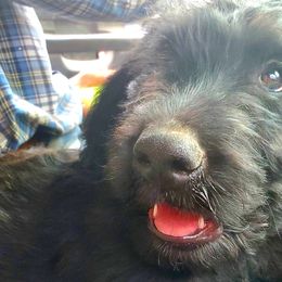 Boy 3 - Black Labradoodle puppy in Roswell, New Mexico from Sunny Day Sidekicks