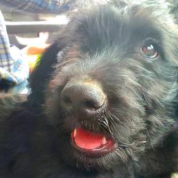 Boy 3 - Black Labradoodle puppy in Roswell, New Mexico from Sunny Day Sidekicks