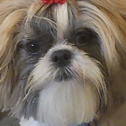 Shih Tzus from Kimberly's Heavenly Shih Tzus