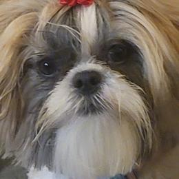 Shih Tzus from Kimberly's Heavenly Shih Tzus