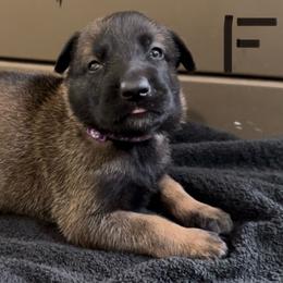 Purple collar female - Mahogany female xDutch Shepherd puppy in Palmyra, Maine from Maine Working Dogs