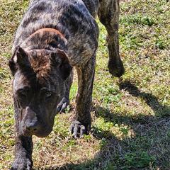Otis - Perro de Presa Canario