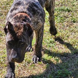 Otis - Perro de Presa Canario