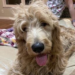 Rory - Goldendoodle