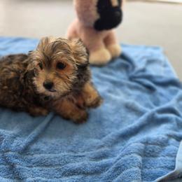 Boy 2 - Tan male Morkie puppy in Loxahatchee, Florida from Cristy's Morkies