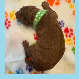 Goldendoodle Puppies from Quentin Brewer