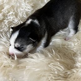 Goldendoodle and Siberian Husky Puppies from All American Pups