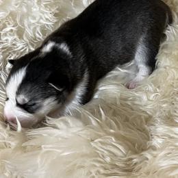 Goldendoodle and Siberian Husky Puppies from All American Pups