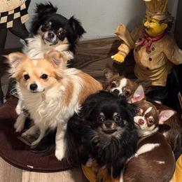 Chihuahua Puppies from Dog Bones N Harmony