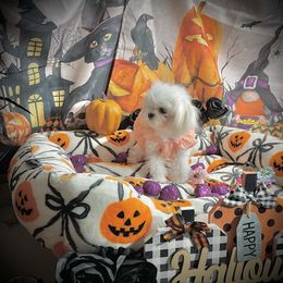 Mango - White female Maltese puppy in Upland, California from Prime Paradise Kennel