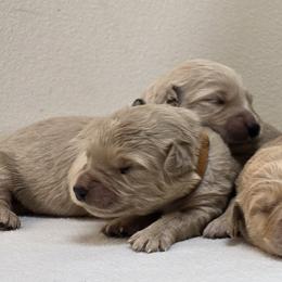 Boy 1 - male Goldendoodle puppy in Milford, Michigan from Servant Kennel