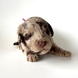 Honey - Merle female Goldendoodle puppy in Pulaski, Tennessee from Doodle My Heart