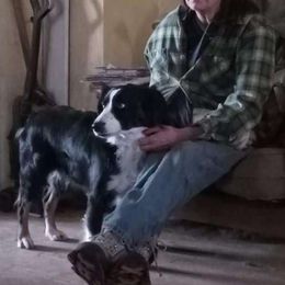 Brandy - Australian Shepherd