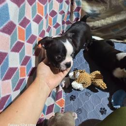 Patrick - Black brindle and white male Boston Terrier puppy in Millers Creek, North Carolina from Tumbling Shoals Hilltop Bostons
