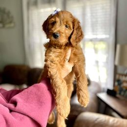 Double Doodle Puppies from Magnolia & Finn Doodles